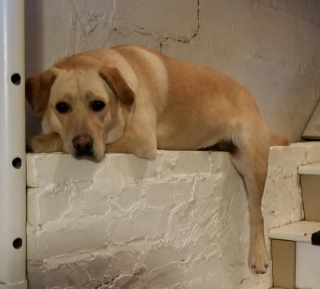 Illustration de l'article : 10 photos prouvant que les chiens resteront toute leur vie des chiots