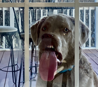 Illustration de l'article : 10 photos prouvant que les chiens resteront toute leur vie des chiots