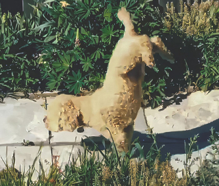 Illustration de l'article : 13 chiens ayant de surprenantes habitudes, racontées par leurs maîtres