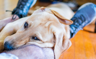 Illustration de l'article : 13 chiens ayant de surprenantes habitudes, racontées par leurs maîtres