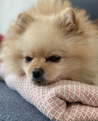 Illustration de l'article : 13 chiens ayant de surprenantes habitudes, racontées par leurs maîtres