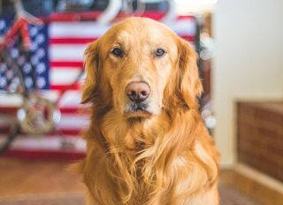 Illustration de l'article : 13 chiens ayant de surprenantes habitudes, racontées par leurs maîtres