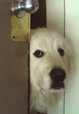 Illustration de l'article : 13 chiens ayant de surprenantes habitudes, racontées par leurs maîtres