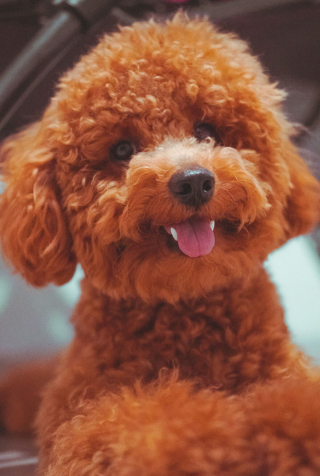 Illustration de l'article : 13 chiens ayant de surprenantes habitudes, racontées par leurs maîtres