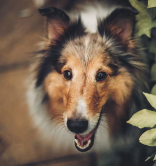 Illustration de l'article : 13 chiens ayant de surprenantes habitudes, racontées par leurs maîtres