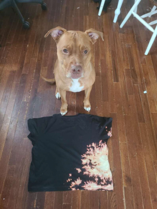 Illustration de l'article : Un Pitbull personnalise accidentellement le t-shirt de sa propriétaire, qui adore le résultat !