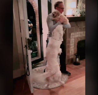 Illustration de l'article : Ce Golden Retriever exprime sa joie devant l&rsquo;arriv&eacute;e de son nouveau petit fr&egrave;re et sa nouvelle petite s&oelig;ur 
