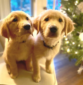 Illustration de l'article : Ce Golden Retriever exprime sa joie devant l&rsquo;arriv&eacute;e de son nouveau petit fr&egrave;re et sa nouvelle petite s&oelig;ur 