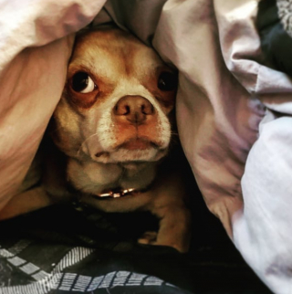 Illustration de l'article : Un Chihuahua et une femme, qui ont tous les 2 vécus un traumatisme, peuvent désormais compter l’un sur l’autre pour se reconstruire