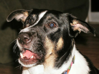 Illustration de l'article : 14 récits montrant à quel point nos chiens sont capables de nous surprendre par leur intelligence