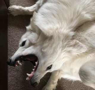 Illustration de l'article : 16 photos de chiens qui ne sont jamais à court d'idées quand il s'agit de vous attendrir ou de vous amuser