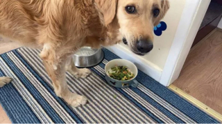 Illustration de l'article : 16 photos de chiens qui ne sont jamais à court d'idées quand il s'agit de vous attendrir ou de vous amuser