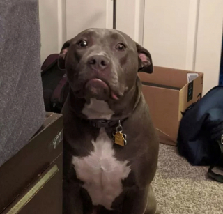 Illustration de l'article : 16 photos de chiens qui ne sont jamais à court d'idées quand il s'agit de vous attendrir ou de vous amuser