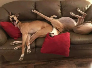 Illustration de l'article : 16 photos de chiens qui ne sont jamais à court d'idées quand il s'agit de vous attendrir ou de vous amuser