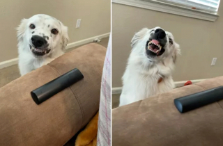 Illustration de l'article : 16 photos de chiens qui ne sont jamais à court d'idées quand il s'agit de vous attendrir ou de vous amuser