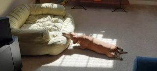 Illustration de l'article : 16 photos de chiens qui ne sont jamais à court d'idées quand il s'agit de vous attendrir ou de vous amuser