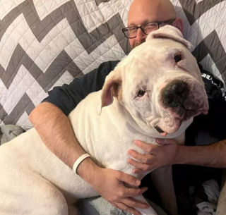 Illustration de l'article : 16 photos de chiens qui ne sont jamais à court d'idées quand il s'agit de vous attendrir ou de vous amuser