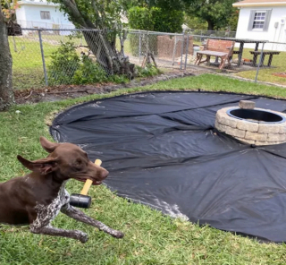 Illustration de l'article : 16 photos de chiens qui ne sont jamais à court d'idées quand il s'agit de vous attendrir ou de vous amuser