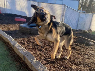 Illustration de l'article : 16 photos de chiens qui ne sont jamais à court d'idées quand il s'agit de vous attendrir ou de vous amuser