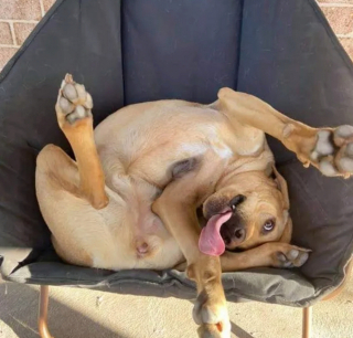 Illustration de l'article : 16 photos de chiens qui ne sont jamais à court d'idées quand il s'agit de vous attendrir ou de vous amuser