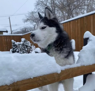 Illustration de l'article : 16 photos de chiens qui ne sont jamais à court d'idées quand il s'agit de vous attendrir ou de vous amuser