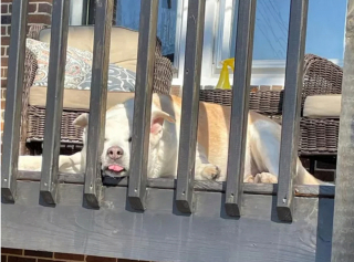 Illustration de l'article : 16 photos de chiens qui ne sont jamais à court d'idées quand il s'agit de vous attendrir ou de vous amuser