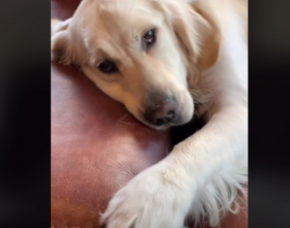 Illustration de l'article : Ce Golden Retriever demande toujours à son humaine de lui tenir la patte pour s’endormir (vidéo)