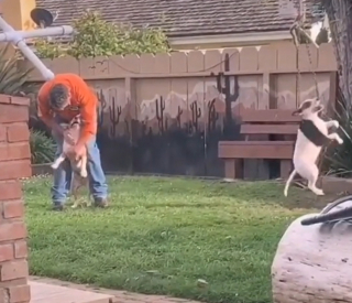 Illustration de l'article : Ce Bull Terrier s’amuse comme un petit fou sur la balançoire du jardin (vidéo)