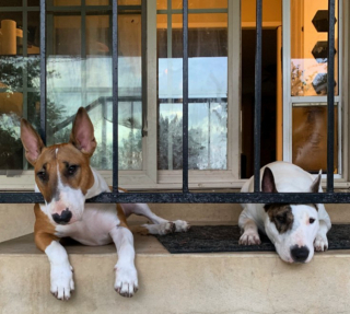 Illustration de l'article : Ce Bull Terrier s’amuse comme un petit fou sur la balançoire du jardin (vidéo)