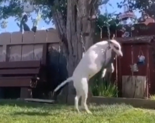 Illustration de l'article : Ce Bull Terrier s’amuse comme un petit fou sur la balançoire du jardin (vidéo)