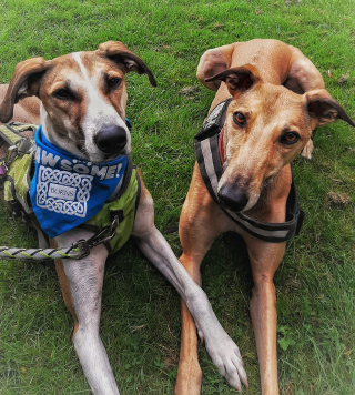 Illustration de l'article : Arrivée au refuge en grande difficulté, cette femelle Lévrier a inversé la tendance. Maintenant, c’est elle qui s’occupe des autres !