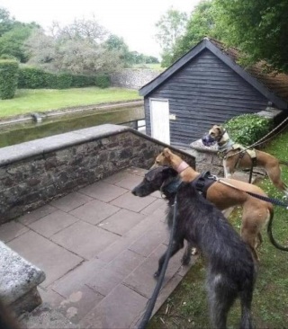 Illustration de l'article : Arrivée au refuge en grande difficulté, cette femelle Lévrier a inversé la tendance. Maintenant, c’est elle qui s’occupe des autres !