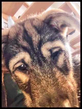 Illustration de l'article : Ils adoptent un chiot et une heure plus tard, ils retournent dans sa famille d’accueil pour récupérer son frère aveugle