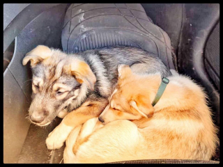 Illustration de l'article : Ils adoptent un chiot et une heure plus tard, ils retournent dans sa famille d’accueil pour récupérer son frère aveugle