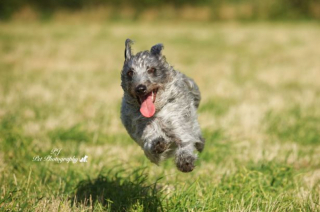 Illustration de l'article : 7 superbes photos de chiens à la joie de vivre débordante, réalisées par un artiste passionné