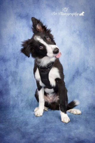 Illustration de l'article : 7 superbes photos de chiens à la joie de vivre débordante, réalisées par un artiste passionné