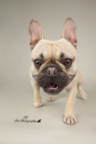 Illustration de l'article : 7 superbes photos de chiens à la joie de vivre débordante, réalisées par un artiste passionné