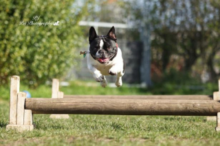Illustration de l'article : 7 superbes photos de chiens à la joie de vivre débordante, réalisées par un artiste passionné