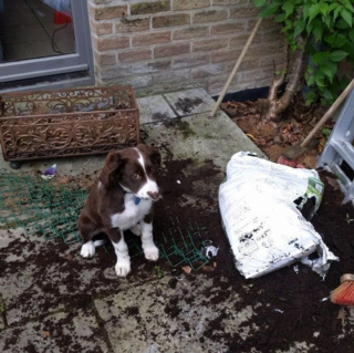 Illustration de l'article : 10 chiens ayant décidé de n'en faire qu'à leur tête et auxquels il est impossible d'en vouloir