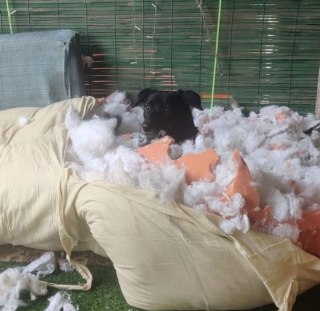 Illustration de l'article : 10 chiens ayant décidé de n'en faire qu'à leur tête et auxquels il est impossible d'en vouloir