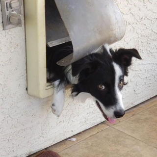 Illustration de l'article : 10 chiens ayant décidé de n'en faire qu'à leur tête et auxquels il est impossible d'en vouloir