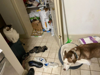 Illustration de l'article : 10 chiens ayant décidé de n'en faire qu'à leur tête et auxquels il est impossible d'en vouloir