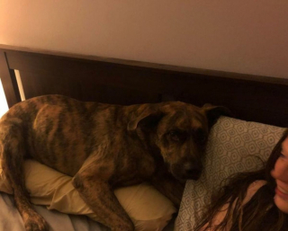 Illustration de l'article : 10 chiens ayant décidé de n'en faire qu'à leur tête et auxquels il est impossible d'en vouloir