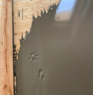 Illustration de l'article : 10 chiens ayant décidé de n'en faire qu'à leur tête et auxquels il est impossible d'en vouloir