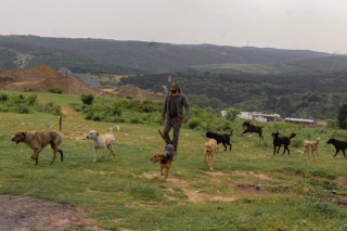 Illustration de l'article : Un couple accueille 60 chiens errants chez lui pour les sauver des intempéries qui frappent le pays