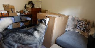 Illustration de l'article : Un chien imbattable au jeu du cache-cache, mais son humaine a finalement réussi à le piéger (vidéo)