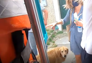 Illustration de l'article : Ce Golden Retriever poursuit l'ambulance qui transporte sa maîtresse malade jusqu’à l’hôpital et l’attend devant sa chambre (vidéo)