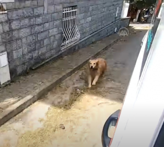Illustration de l'article : Ce Golden Retriever poursuit l'ambulance qui transporte sa maîtresse malade jusqu’à l’hôpital et l’attend devant sa chambre (vidéo)