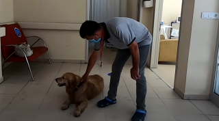 Illustration de l'article : Ce Golden Retriever poursuit l'ambulance qui transporte sa maîtresse malade jusqu’à l’hôpital et l’attend devant sa chambre (vidéo)