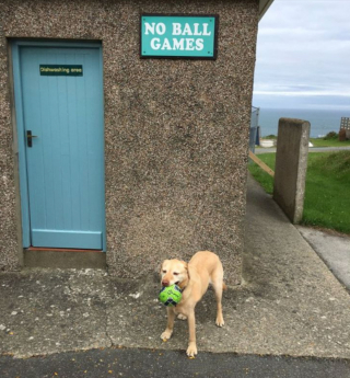 Illustration de l'article : 7 chiens pour lesquels transgresser les règles est un mode de vie à part entière